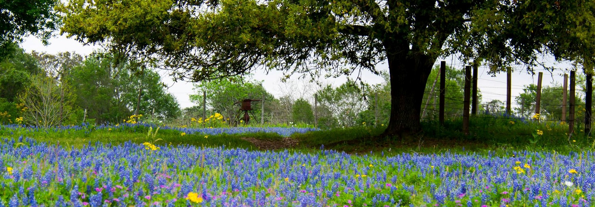 bluebonnets